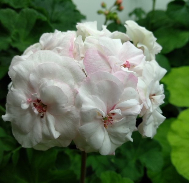 Hoa phong lữ trắng 8
