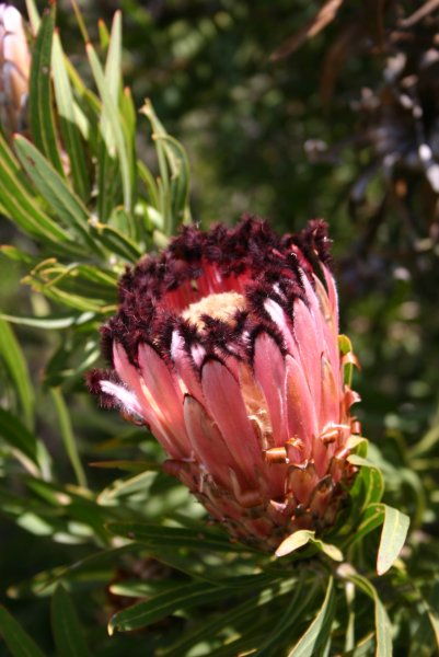 hoa protea 39