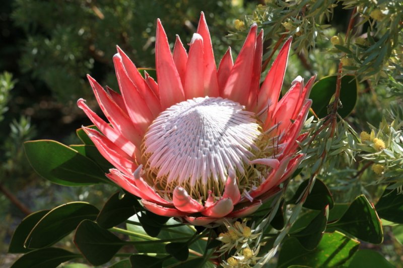 hoa protea 14