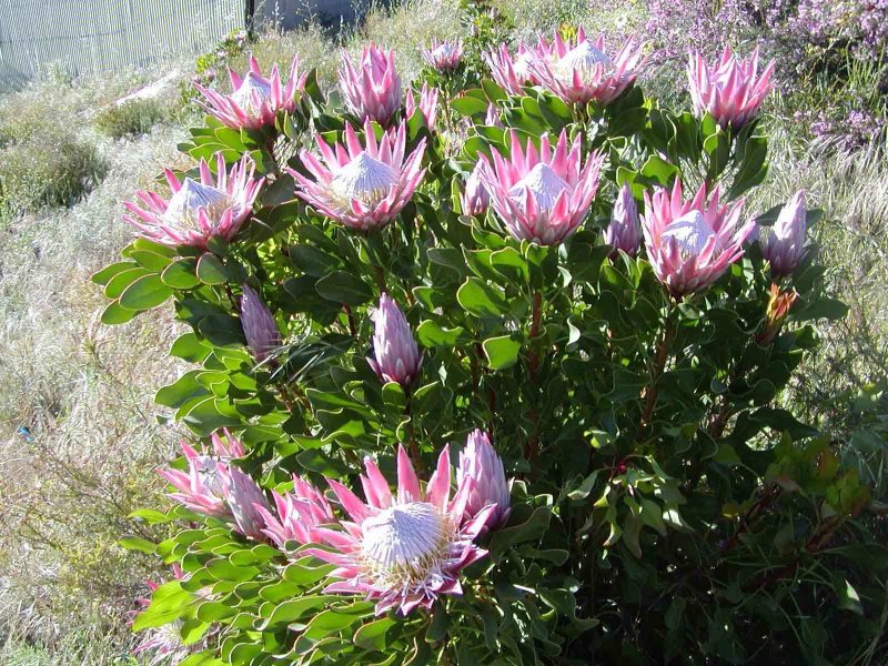 hoa protea 36