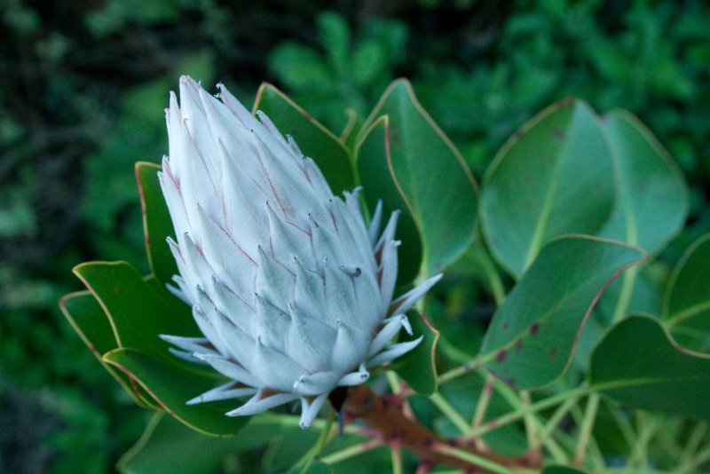 hoa protea 25