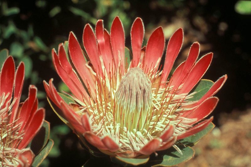 hoa protea 24