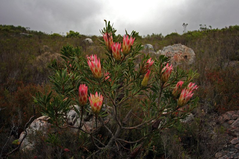 hoa protea 22