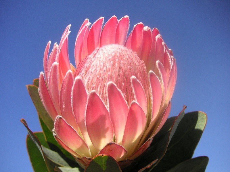 hoa protea 9