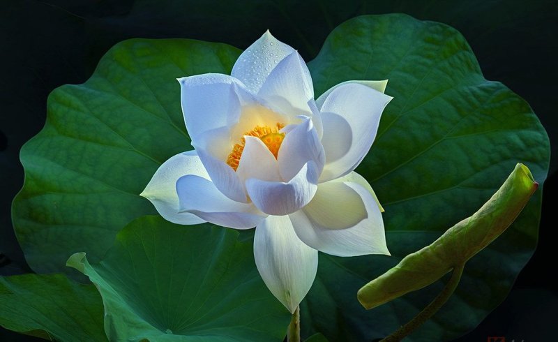 Avatar hoa sen trắng 3