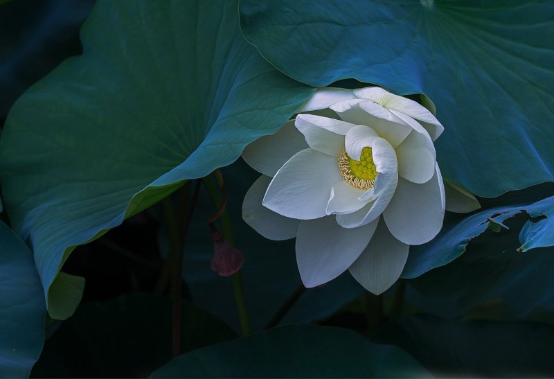 Avatar hoa sen trắng 2