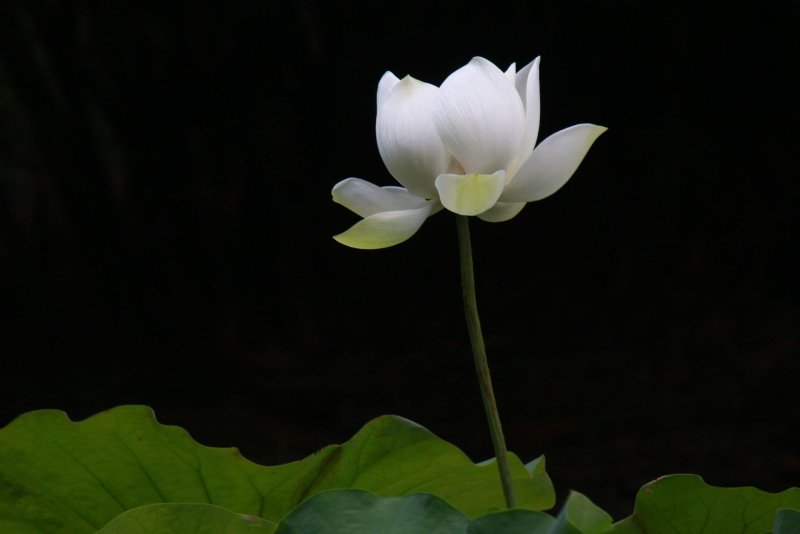 Avatar hoa sen trắng 8