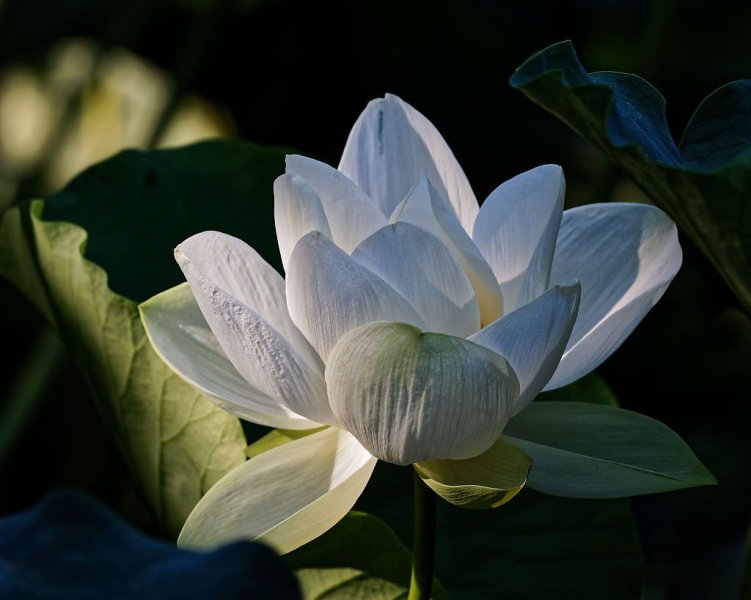 Avatar hoa sen trắng 5