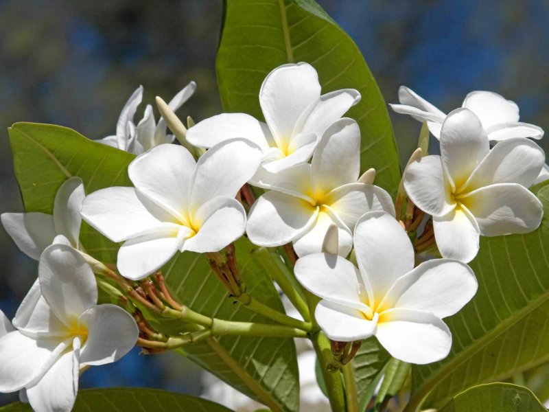 Hoa sứ trắng 8