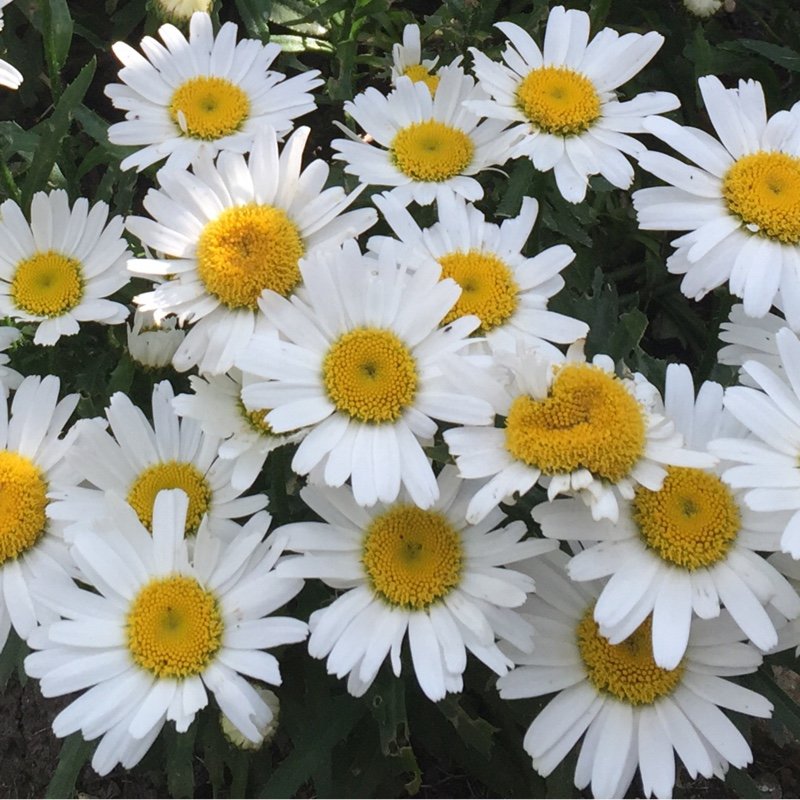 Hoa thạch thảo trắng 9