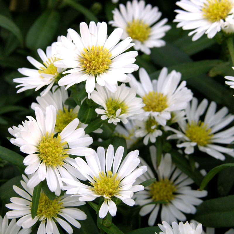 Hoa thạch thảo trắng 5