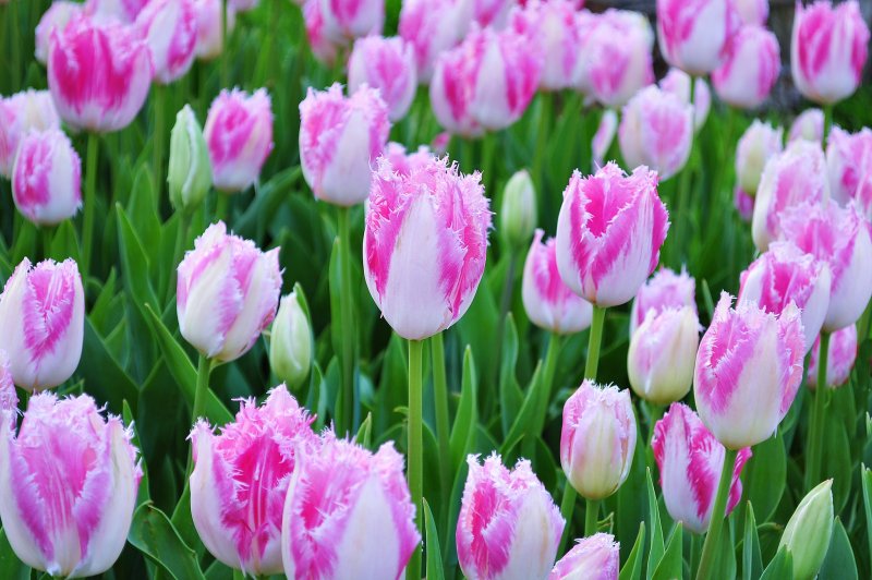 Avatar hoa tulip 3