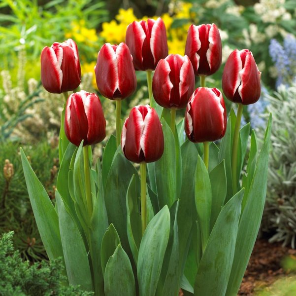 Avatar hoa tulip 2