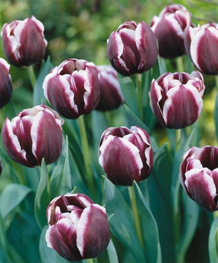 Avatar hoa tulip 1