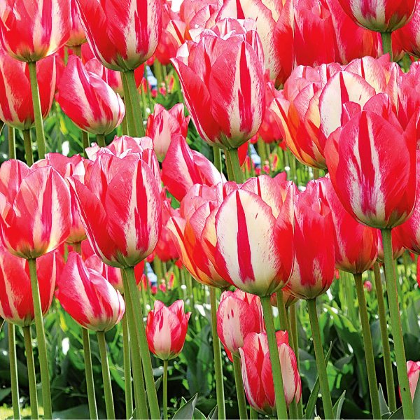 Avatar hoa tulip 7
