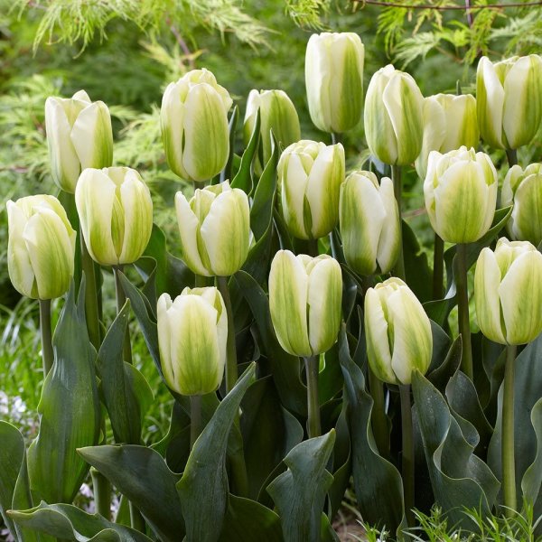 Avatar hoa tulip 6