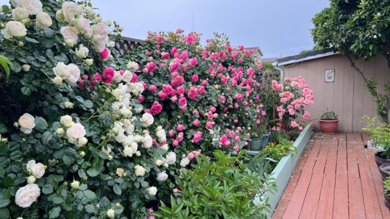 Vườn hoa hồng 3