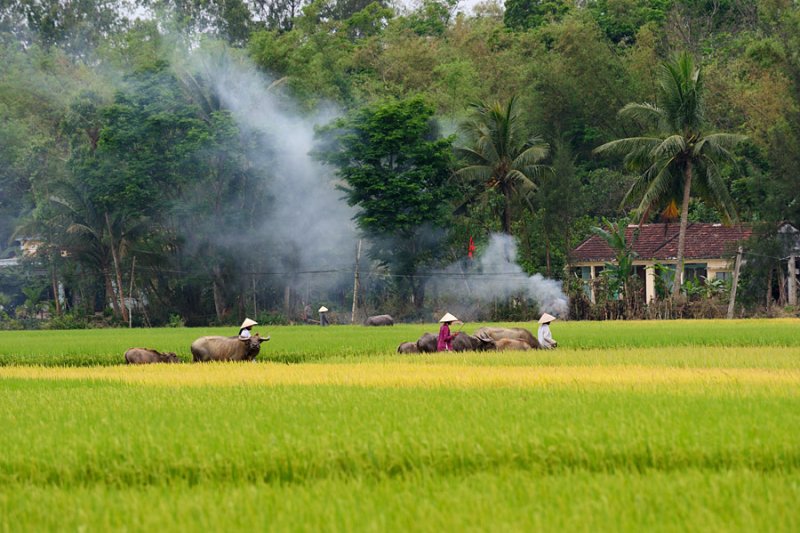 Hình ảnh quê hương Việt Nam 9