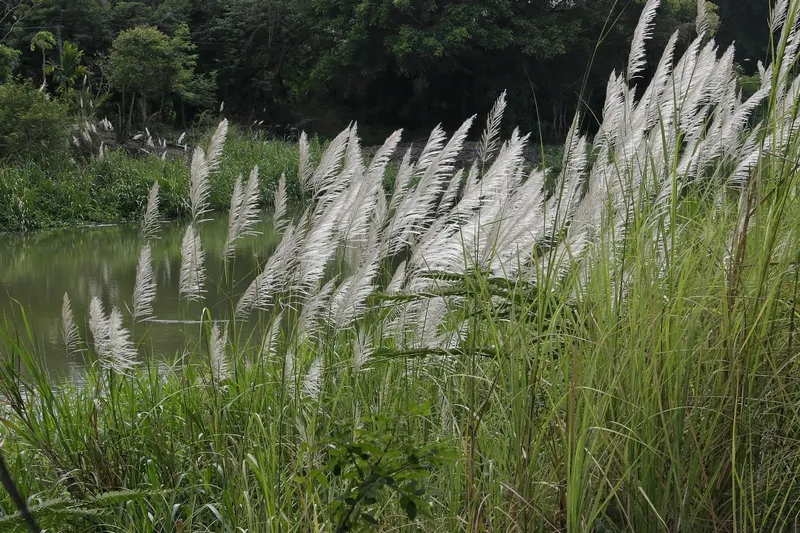 Hoa cỏ lau 12