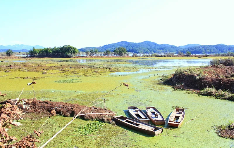 Phong cảnh đầm lầy ngập nước 6