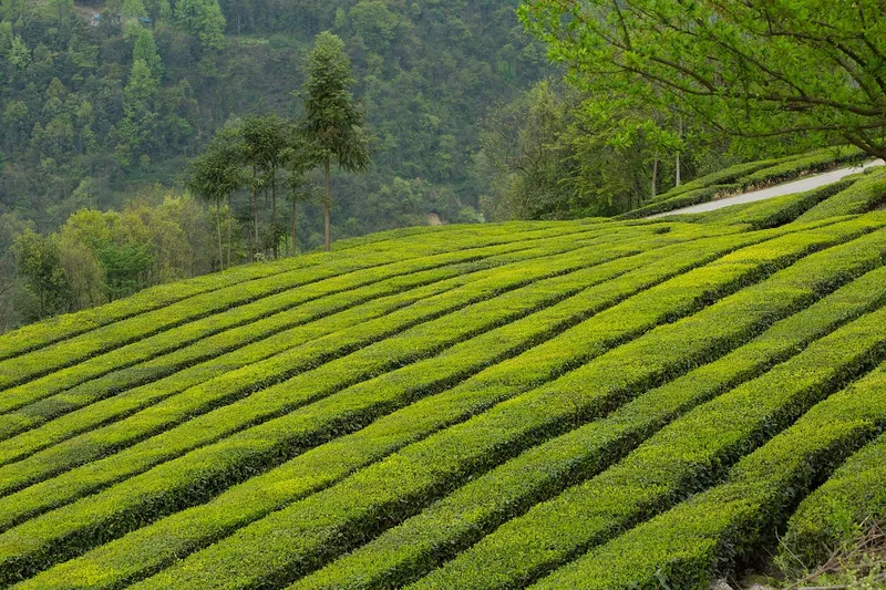 Phong cảnh đồi chè vào sáng sớm 41