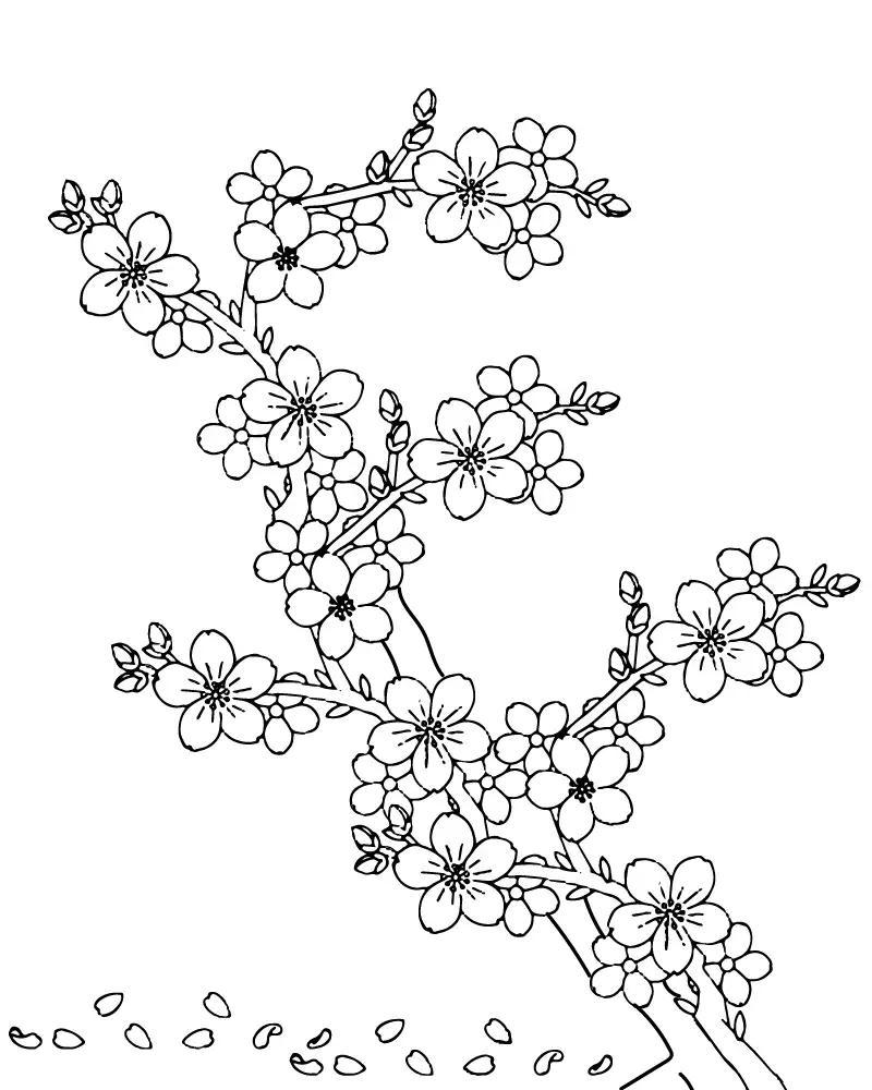 95+ mẫu tranh tô màu hoa anh đào mùa xuân cho bé yêu 7